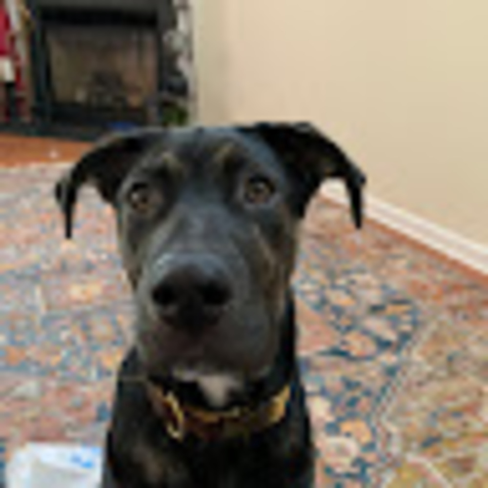 Meet your Posher, Charlie